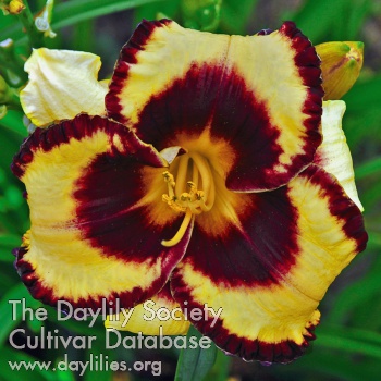 Daylily Goutte Agate